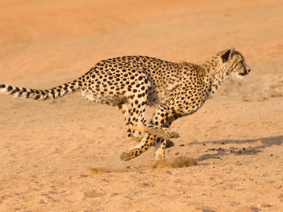 Definicja Long tail keyword